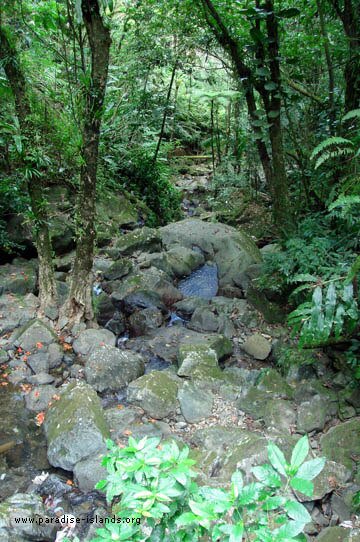 Rainforest Stream