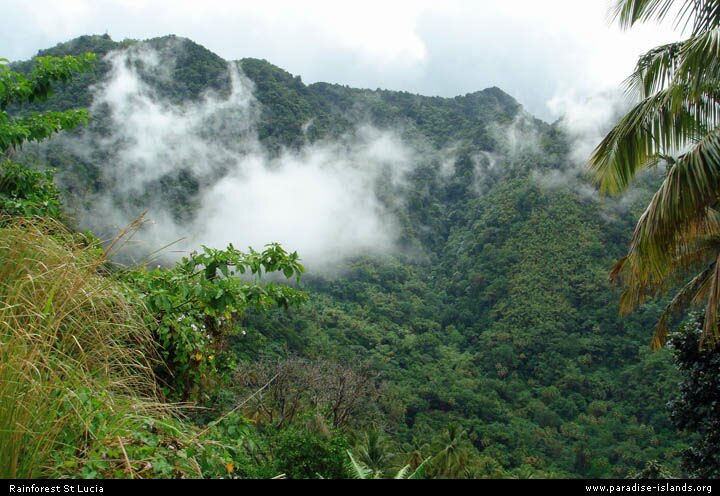 Rainforest St Lucia
