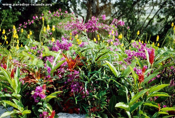 Flowers at Gun Hill, Barbados