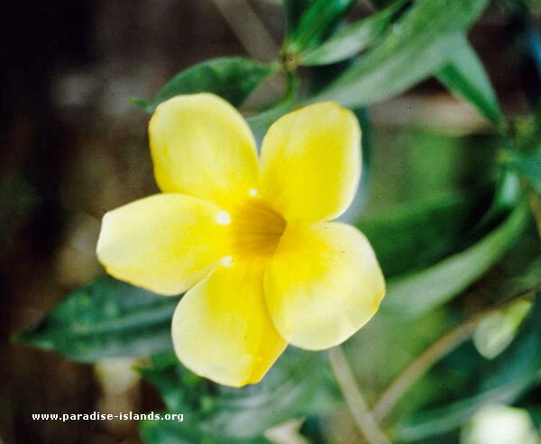 Allamanda Flower 