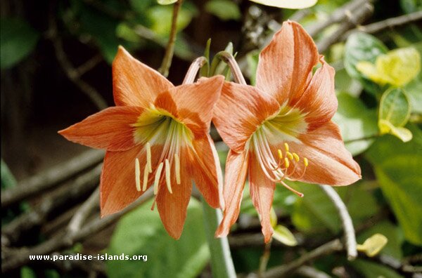 Amaryllis - Amaryllidaceae