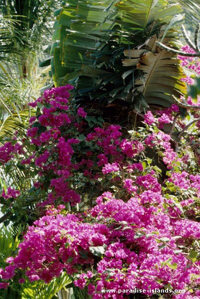 Bougainvillea