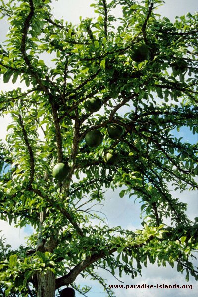 Calabash Tree - Crescentia cujete