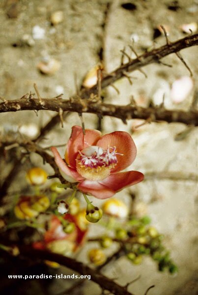 Cannonball Tree - Couroupita guianensis