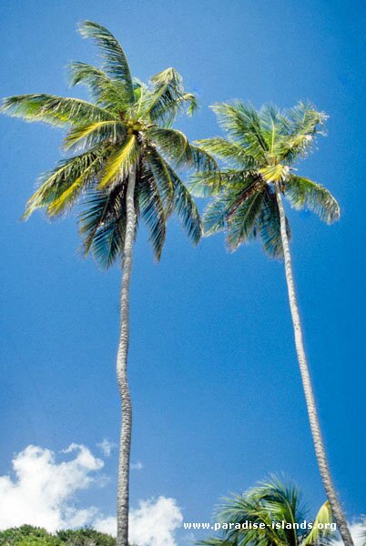 Coconut Palms