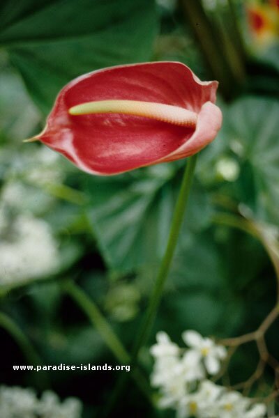 Flamingo Flower