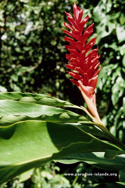 Ginger Plant / Flower