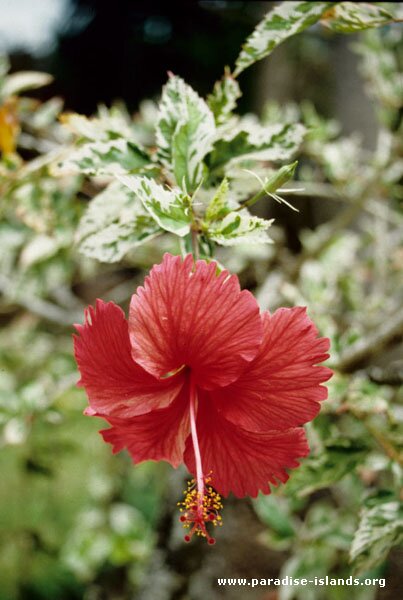 Red Hibiscus