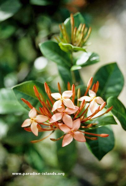 Ixora Plant - West Indian Jasmine