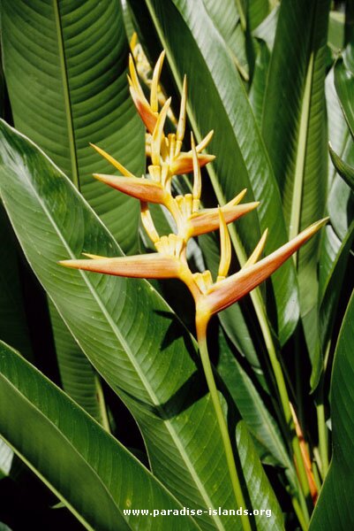 Lobster Claw - Heliconia psittacorum