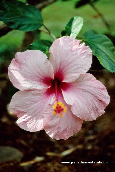 Pink Hibiscus