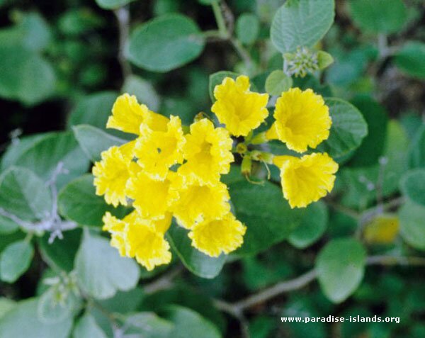 Yellow Cordia Flower