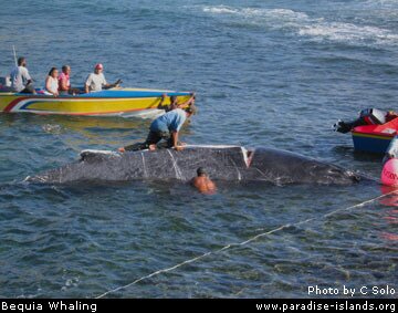 Bequia Whaling