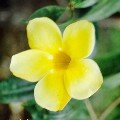 Allamanda