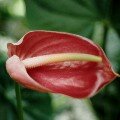 Anthurium andraeanum