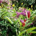 Flowers at Gun Hill in Barbados