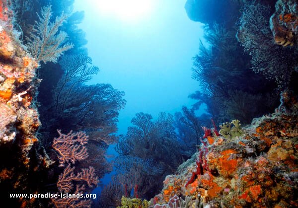 Almond Point Reef Bequia