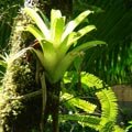 El Yunque Rainforest Puerto Rico