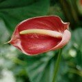 Flamingo Flower