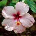 Pink Hibiscus