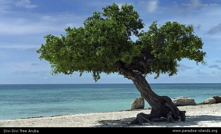 Divi Divi Tree Aruba
