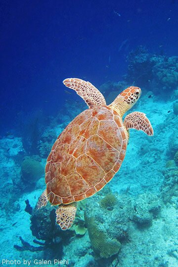 Turtle Bonaire