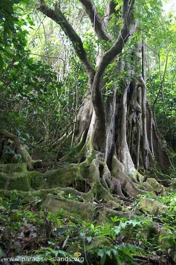 Rainforest St Kitts