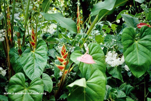 Lush Display of Heliconia and Anthurium in St Lucia